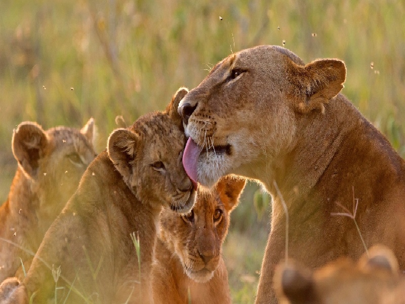 天津试管移植以后兴奋（化学试管的材料）